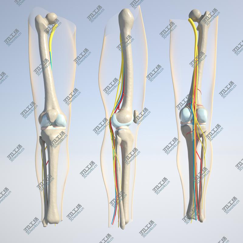 images/goods_img/20210115/Whooping Crane 3D model/5.jpg